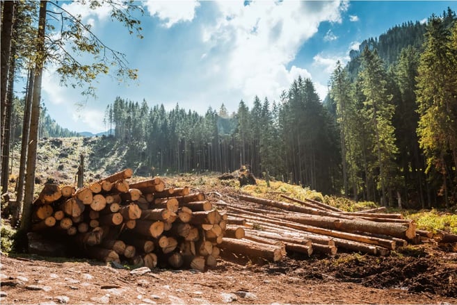 Biomass Sustainability: supply chains for 2020 and beyond